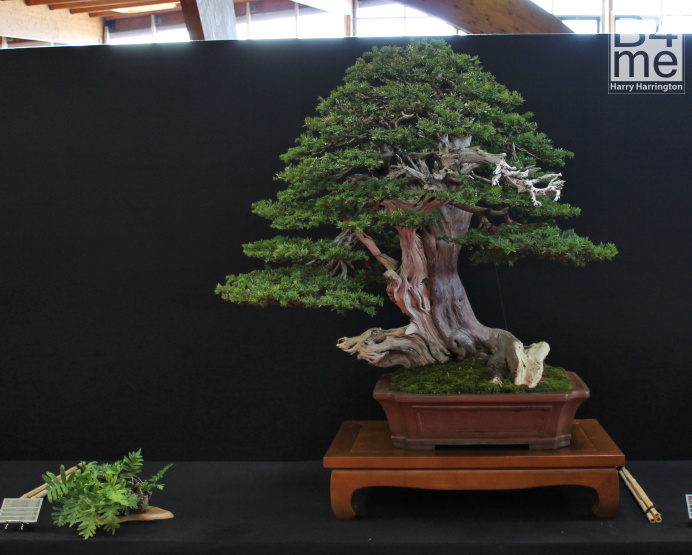 bonsai